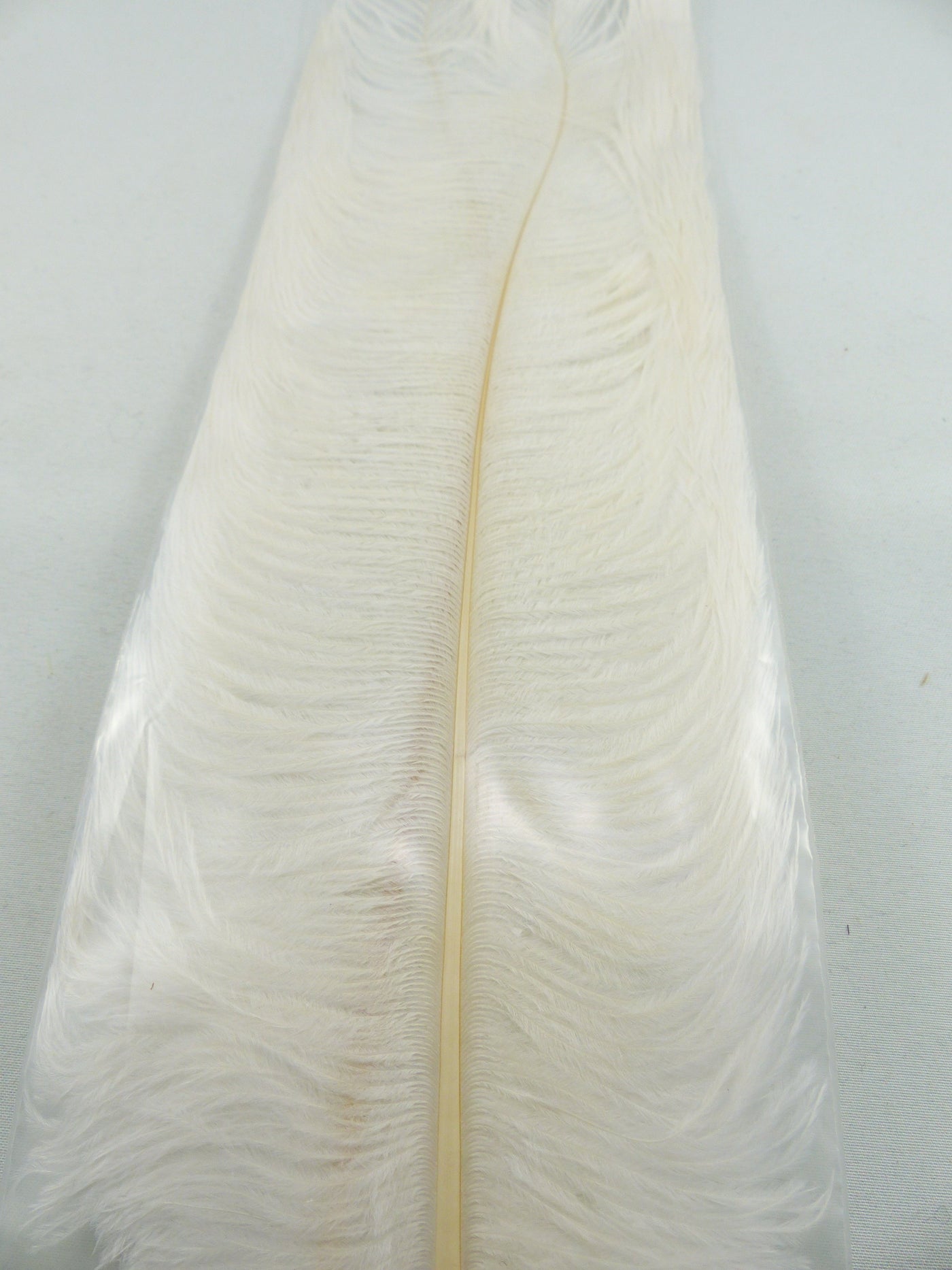 PLUMES D'AUTRUCHE PQT DE 2  11''ET13''