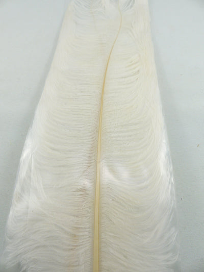PLUMES D'AUTRUCHE PQT DE 2  11''ET13''
