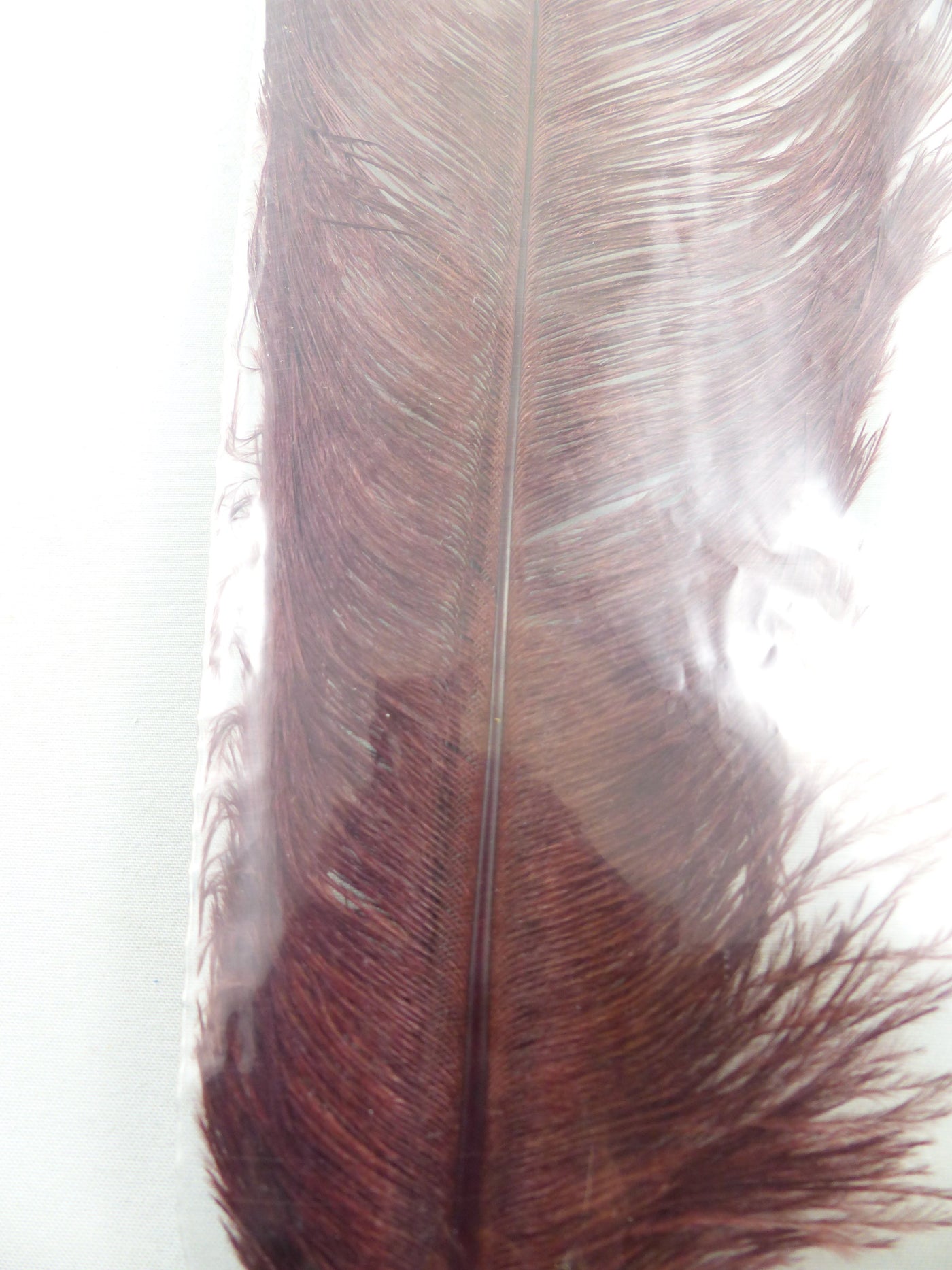 PLUMES D'AUTRUCHE PQT DE 2  11''ET13''