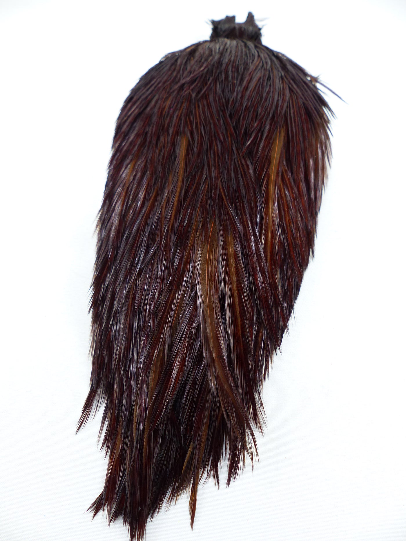 COU DE COQ GENETIC SHOR #1