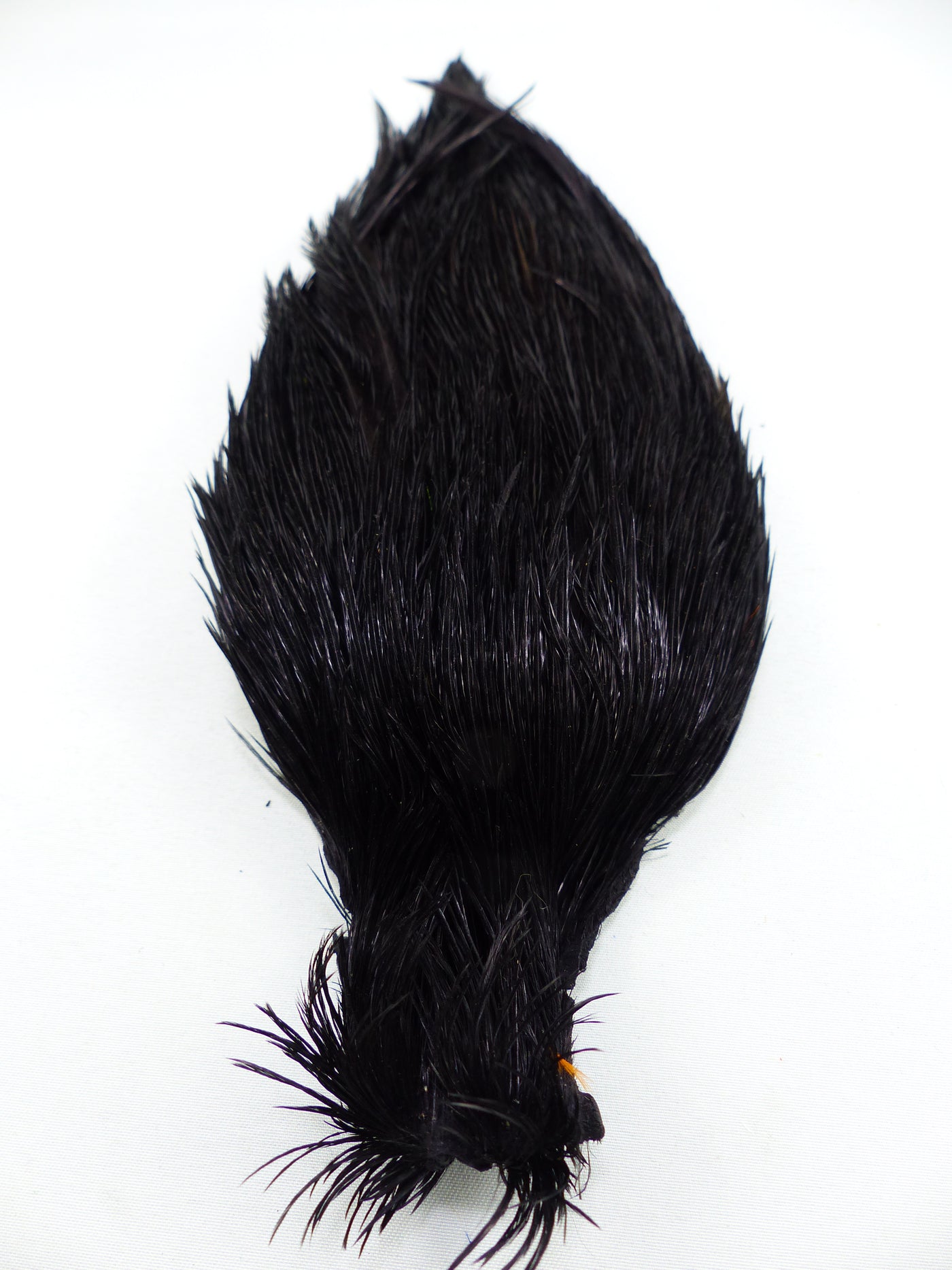 COU DE COQ GENETIC SHOR #1