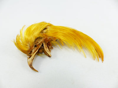 Crête de faisant doré