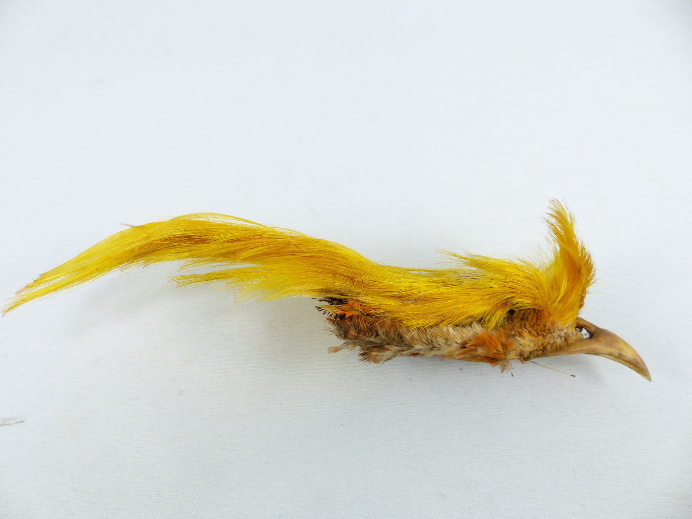 Crête de faisant doré