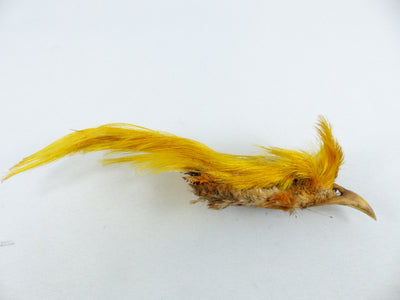 Crête de faisant doré