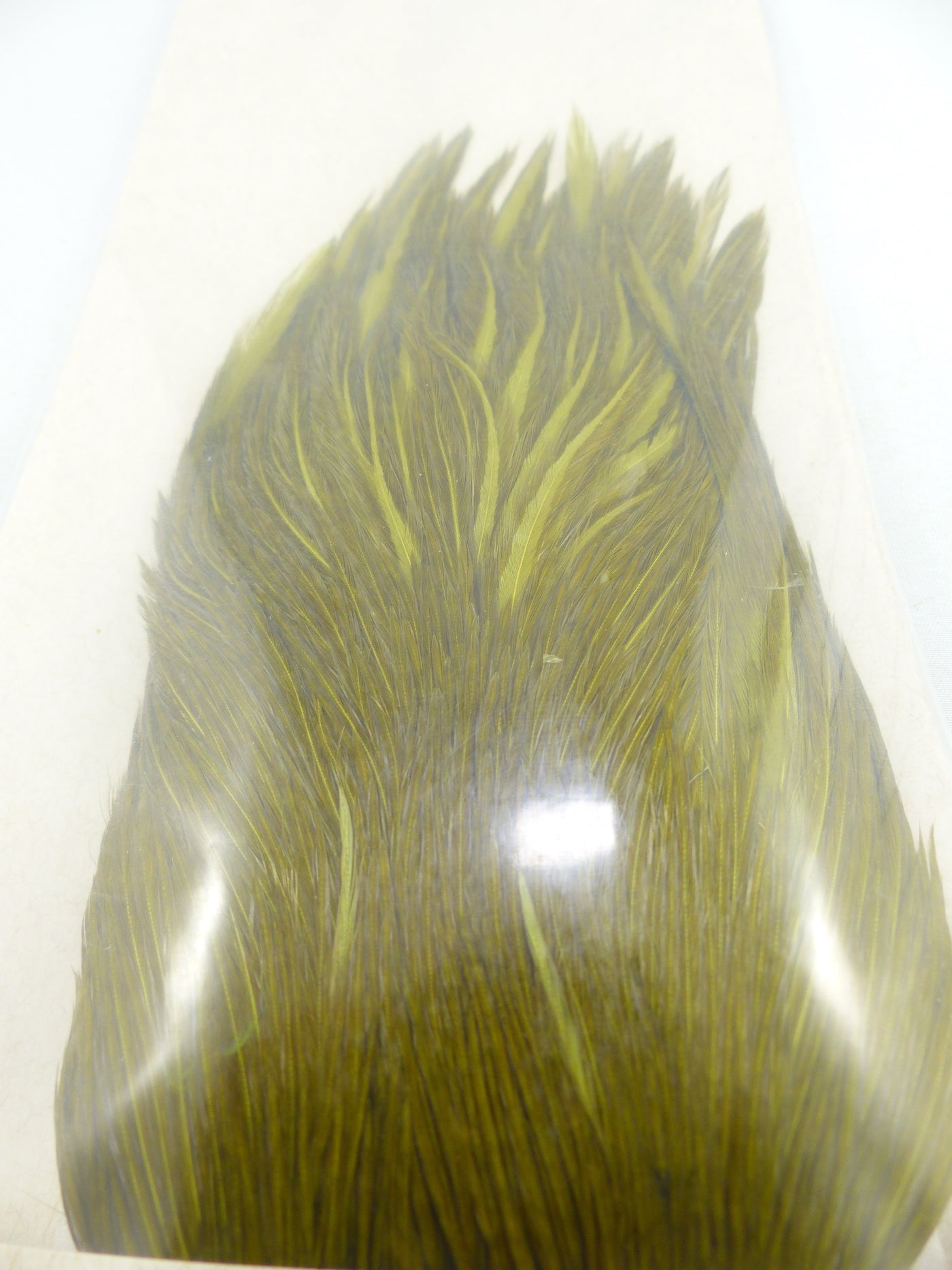 COU DE COQ GENETIC SHOR #1