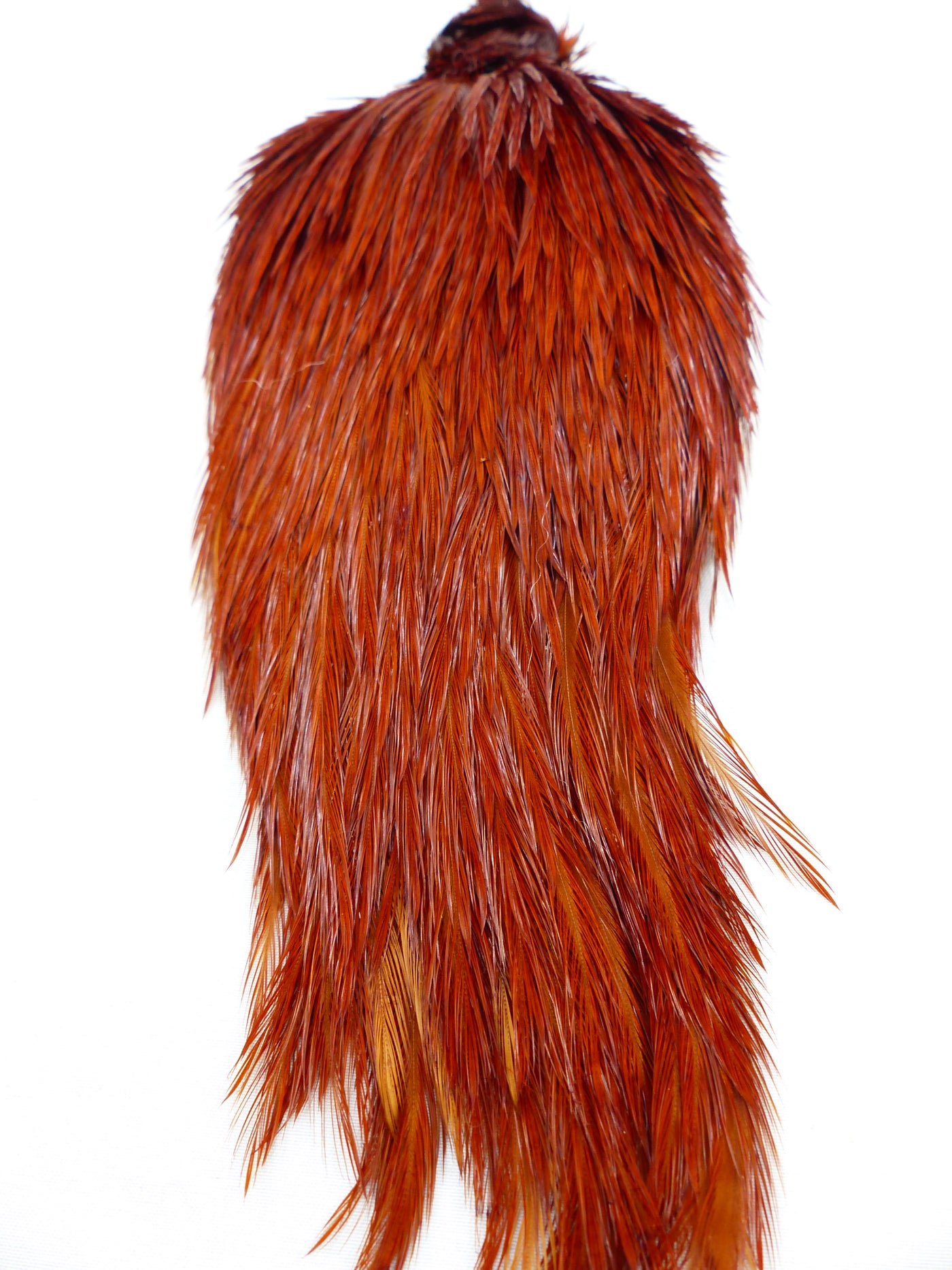 COU DE COQ GENETIC SHOR #1