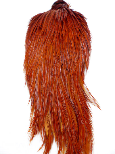 COU DE COQ GENETIC SHOR #1