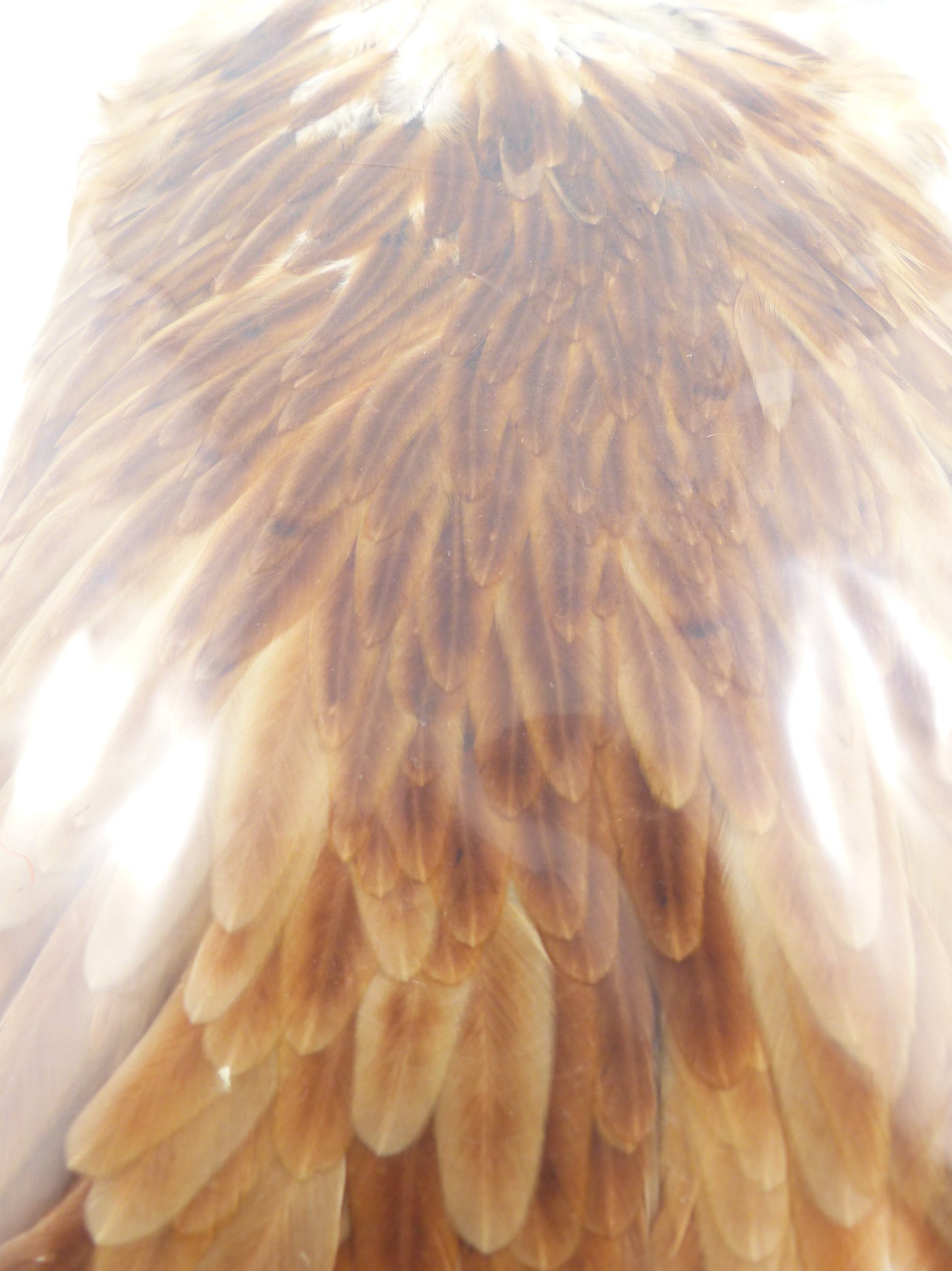 HACKEL DE SELLE DE POULE WHITING