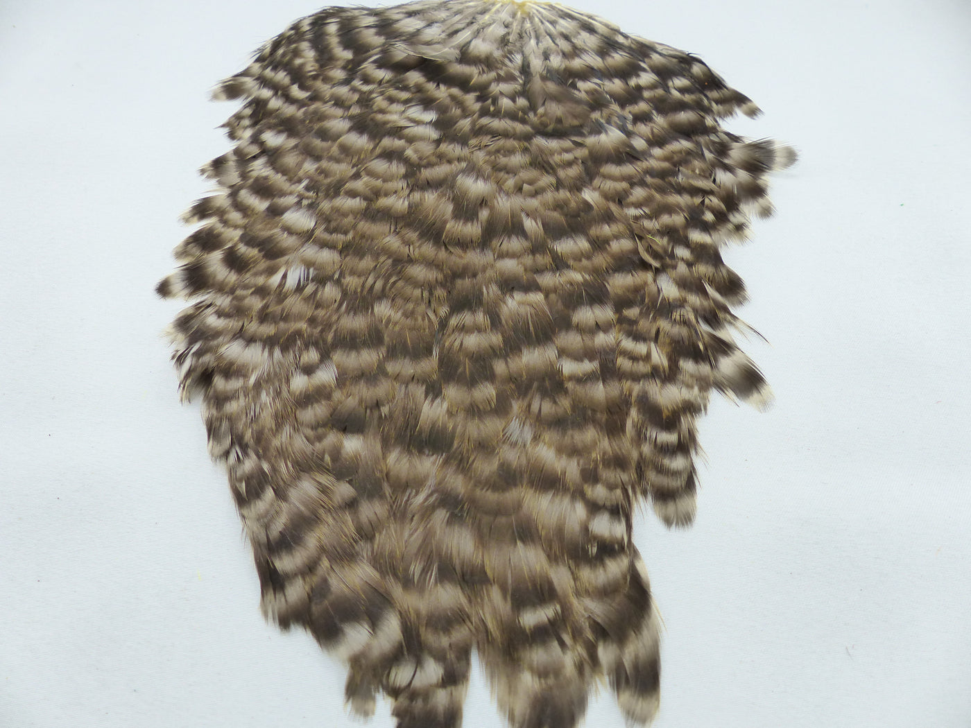 Cape de selle de poule